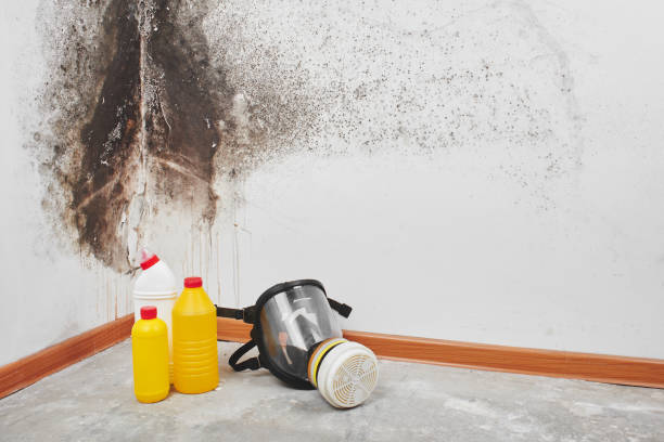 Best Crawl Space Mold Removal  in White Oak, TX
