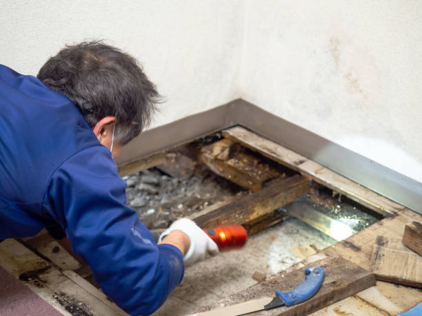 Best Professional Mold Removal  in White Oak, TX