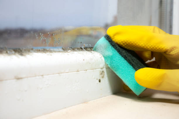 Office Mold Removal Services in White Oak, TX