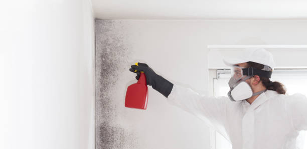 Best Commercial Mold Removal  in White Oak, TX