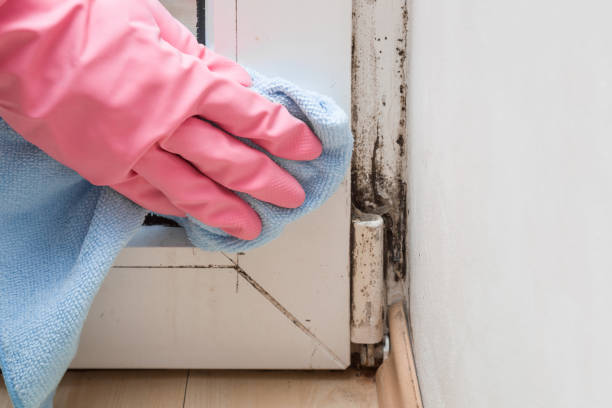 Best Mold Testing  in White Oak, TX