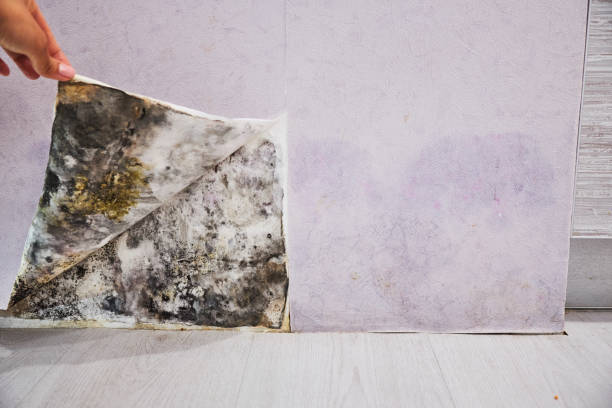 Best Attic Mold Removal  in White Oak, TX